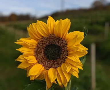 Riamede Farm
