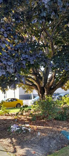 Gore Public Gardens-戈尔