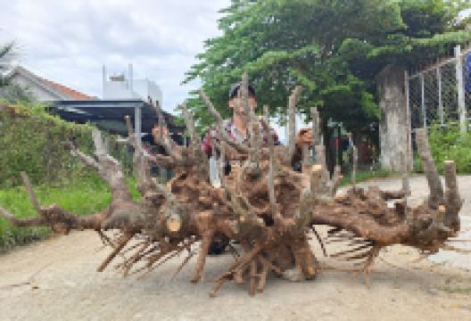 Tân Cổ Say景点图片