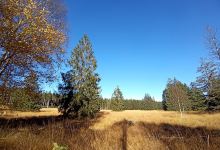 Hochmoor des Sollings景点图片