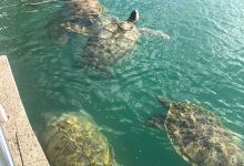 TURTLE TOUCH TANKS景点图片