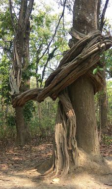 Tikauli Jungle-奇旺