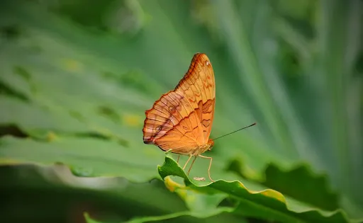 Coffs Harbour Butterfly House