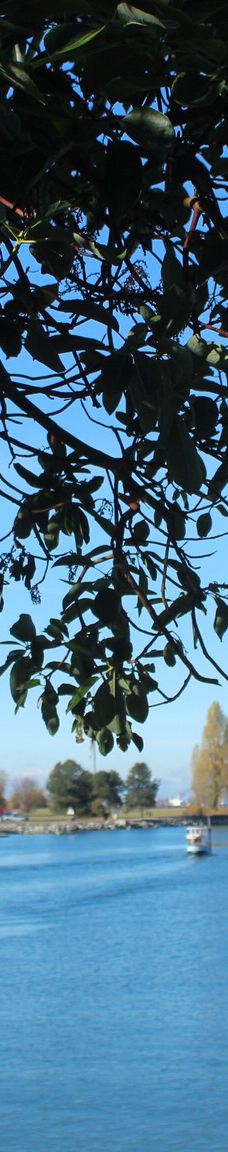 英吉利湾-温哥华