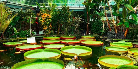 熱川香蕉鱷魚園