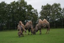 诺斯利野生动物园景点图片