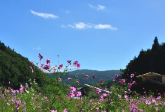 Toyono Cosmos Flower Field景点图片