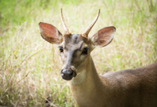 Monkey Park景点图片
