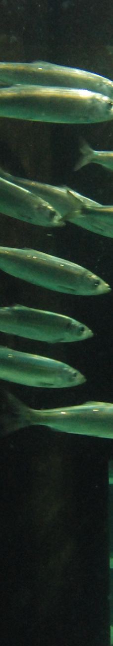 基尔水族馆-基尔