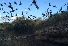 Eckert James River Bat Cave Preserve景点图片