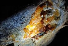 Mines d'Argent des Rois Francs景点图片