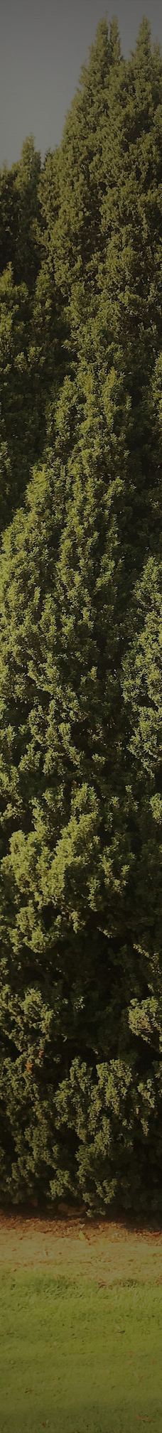 Gore Public Gardens-戈尔