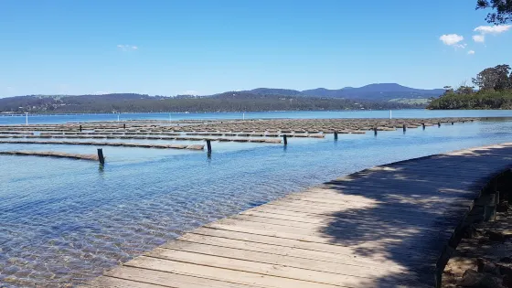 The Merimbula Boardwalk