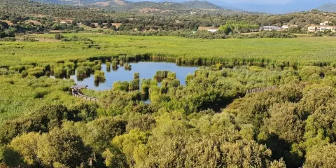 Etang de Tanchiccia