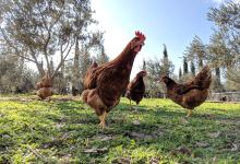 Petrides Farm Park景点图片