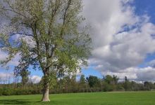 Thompson Road Park景点图片