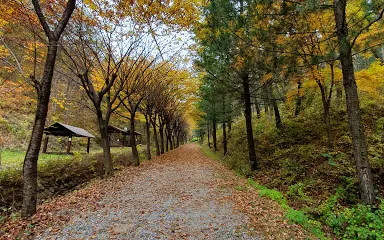 Cheongsong Recreational Forest