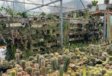 Baroly's Cactus & more景点图片
