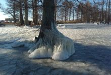 Reelfoot Lake Tourism Develop景点图片
