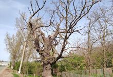 Oak Michael the Brave景点图片
