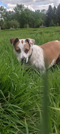 Silver Springs Off-leash Area-卡尔加里