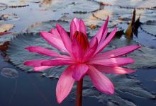 Agronomist - Katevas Nikos景点图片