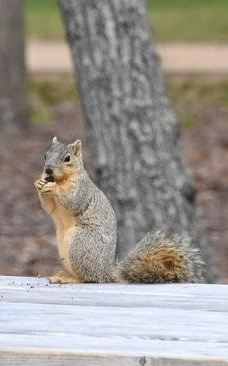 赫曼公园-休斯敦