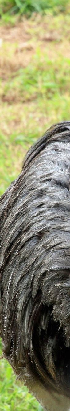 Botanical Garden of Asunción-亚松森