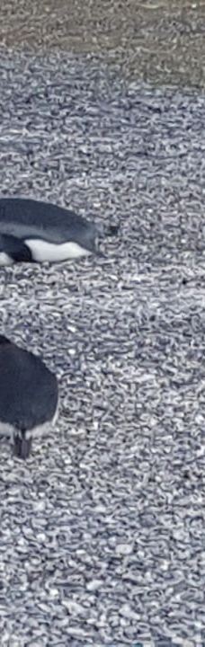 Isla Martillo-乌斯怀亚