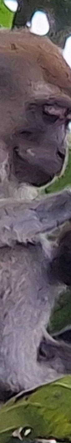 京那巴当岸河-基纳巴唐岸