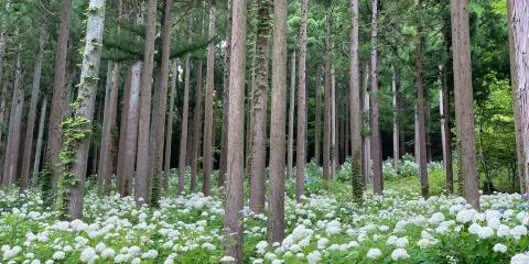 Michinoku Hydrangea Garden