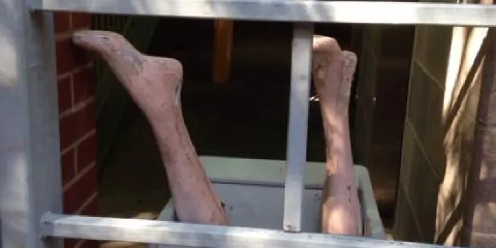 The Louisville Quest