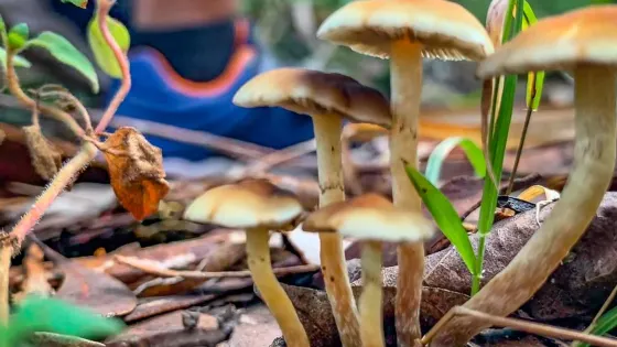 Hunter Region Botanic Gardens