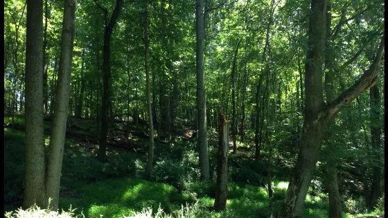 Great Seneca Stream Valley Park