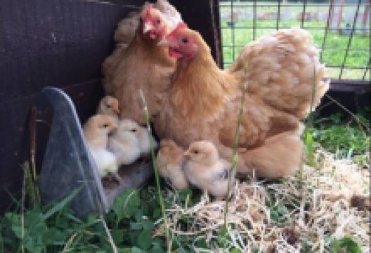 Pask Farm景点图片