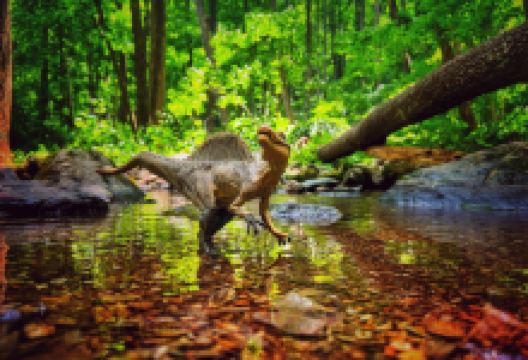 South River Falls Trail景点图片