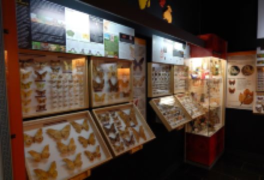 Butterfly Museum景点图片