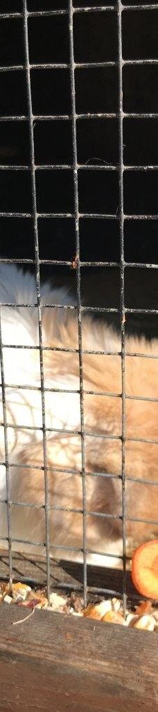 Tiergehege Waldhaus-莫尔斯多夫-泰希沃尔夫拉姆斯多夫