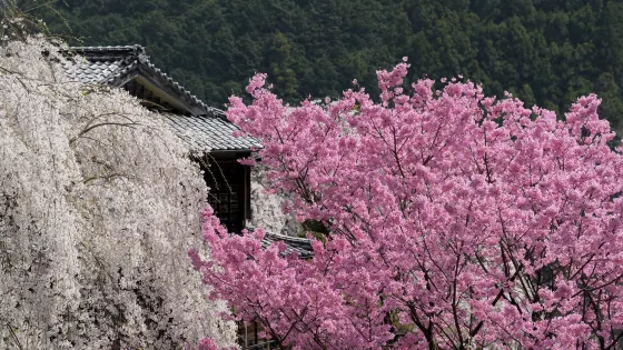 Oishike's Weeping Cherry Blossoms
