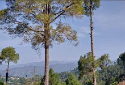 Mouri Reserved Forests景点图片