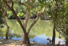 Mary River Billabong景点图片