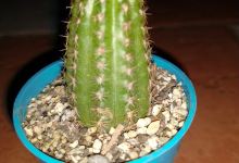 RoxyCactus购物图片