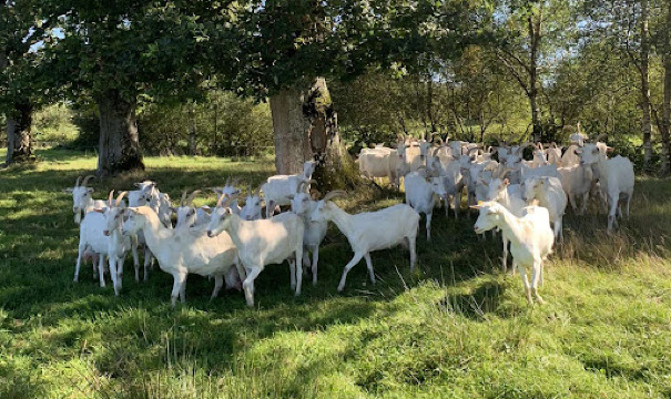 Chèvrerie la chèvre bleue