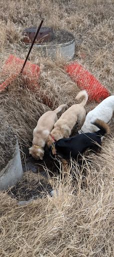 Silver Springs Off-leash Area-卡尔加里