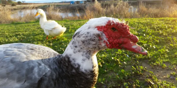 Franklin Hot Springs