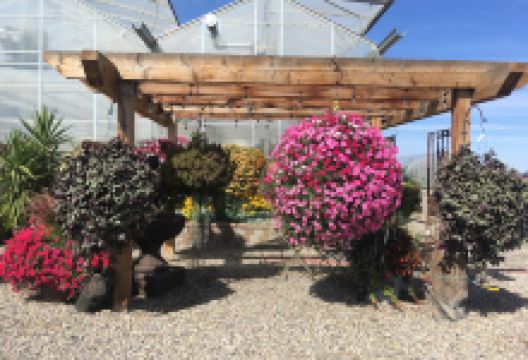 Country Blooms Garden Centre购物图片