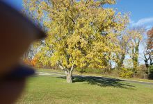 Falcon Courts North Dog Park景点图片