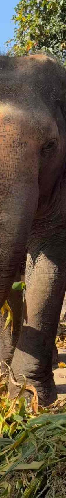 清迈大象丛林保护区-清迈-YoYo_2C8I7H5N