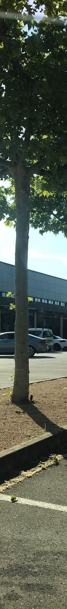 Magma - Centro Termal-圣科洛马·德法尔