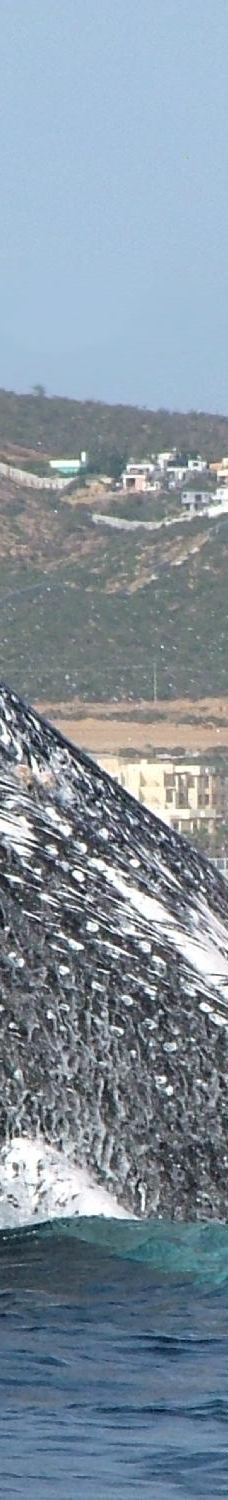 神圣之地 - 卡波探险-拉巴斯